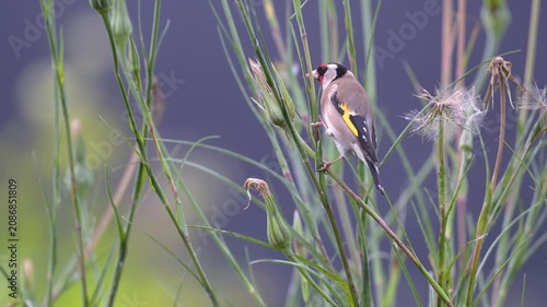 European goldfinch shelling a Yellow Goat's Beard bud to extract a seed and taking fly in spring in a domestic garden. Carduelis carduelis, Tragopogon dubius, région Centre, France, Europe