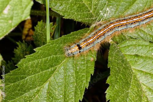 Makroaufnahme eines faszinierenden Insekts: eine Raupe