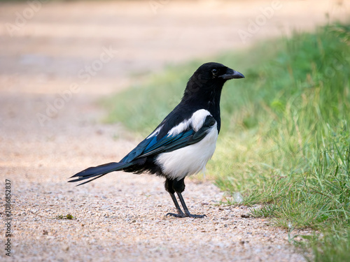 Konstfotografi A fledgling magpie standing on a path