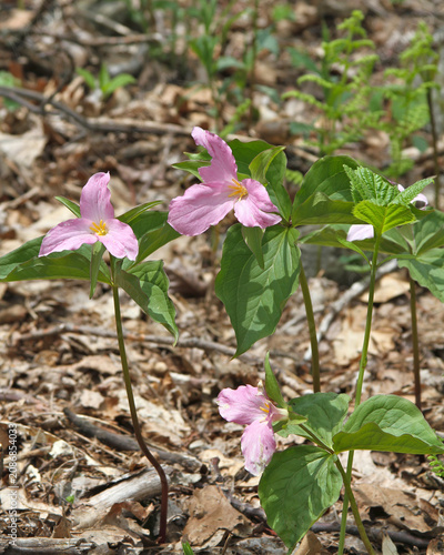 Принти на полотні Delicate pink trillium wildflowers bloom among fresh green leaves and woodland leaf litter, capturing the beauty of a deciduous forest in spring
