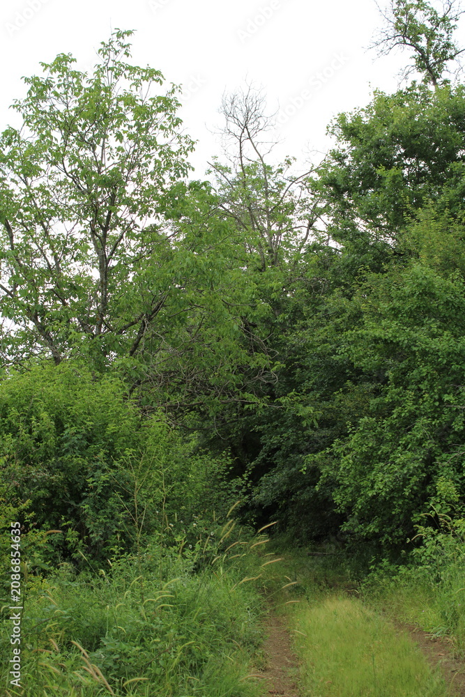 Fototapeta premium Rustic dirt road winding through a dense green forest with lush trees and vegetation.