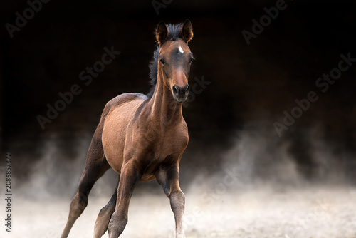 Bay foal free run isolated on black