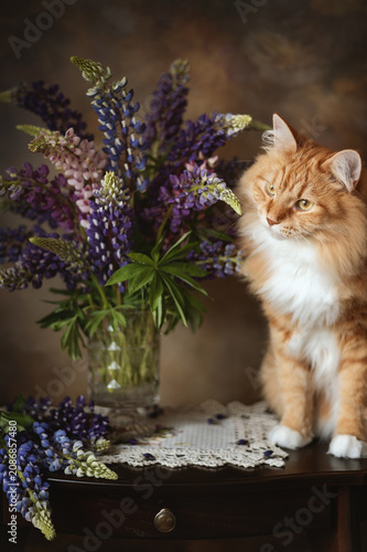 A photo of a ginger cat next to a bouquet of lupines.