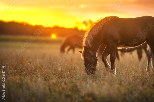 Horses grazing on pasture