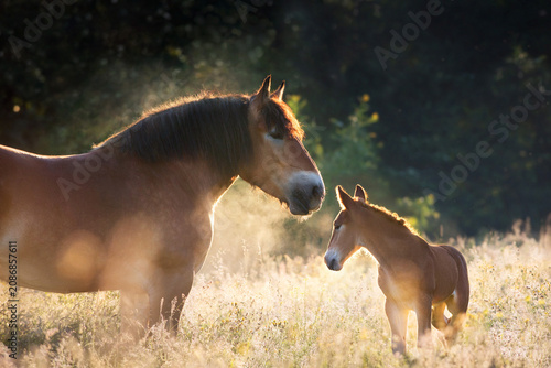 Bay belgian draft mare and foal