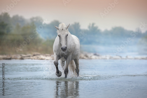 White horse in mountain river