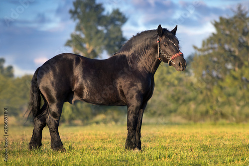 Draft horse exterior