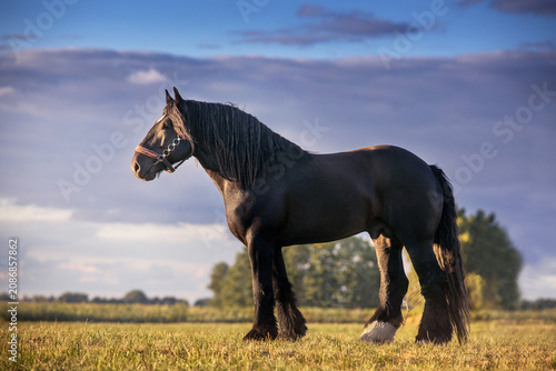 Canvas Print Draft horse exterior