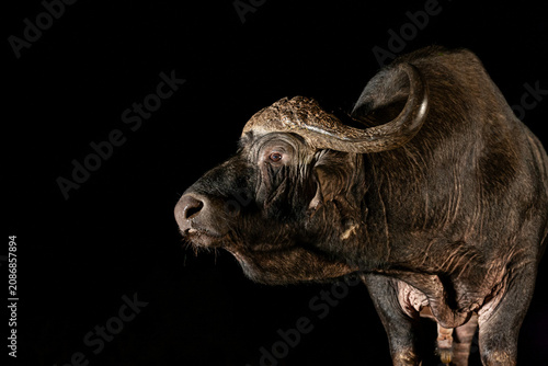 Photos South Africa, Zimanga Private Game Reserve, African Buffalo (Syncerus caffer)