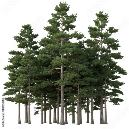 Tall evergreen trees standing against a misty mountain backdrop