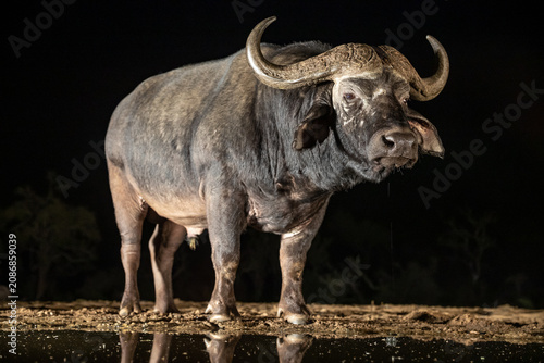 Quadro su tela South Africa, Zimanga Private Game Reserve, African Buffalo (Syncerus caffer)