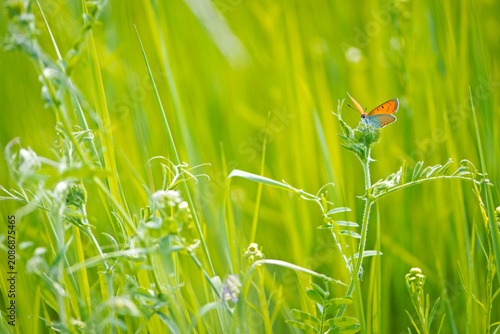 Schilderij op canvas Small copper, Lycaena phlaeas