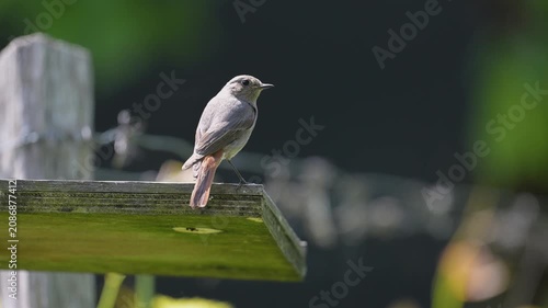 Black redstart perched on a bird feeder observing, scratching and taking fly in a domestic garden in spring. Phoenicurus ochruros, Indre-et-Loire 37, région Centre-Val de Loire, France, Europe