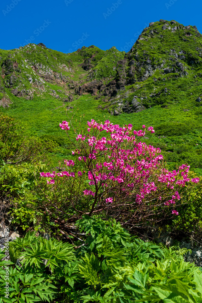 Obraz premium 初夏の高山植物に彩られる秋田駒ヶ岳登山道