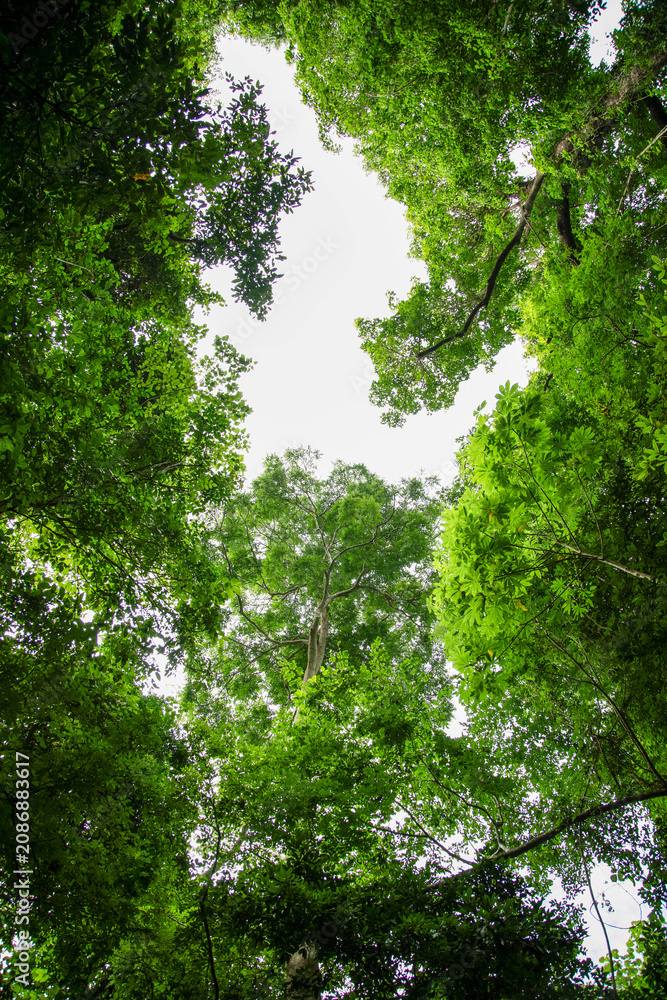 Fototapeta premium Low angle view of lush green trees canopy against bright white sky in tropical forest.Bottom up view of beautiful green tree tops and foliage in summer jungle.