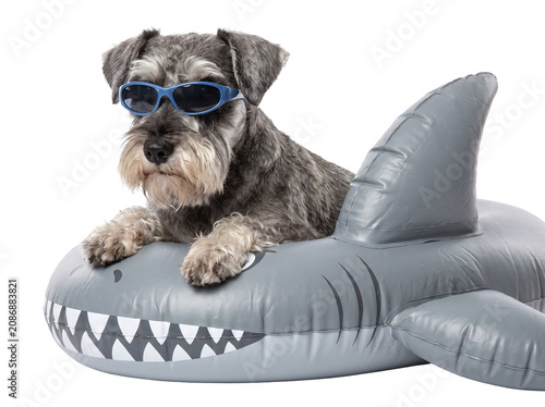 Schnauzer dog wearing sunglasses sitting in inflatable shark pool float. Funny pet summer vacation concept isolated on black background. Cute puppy ready for beach swim party.