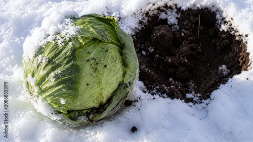 雪下キャベツの収穫 雪から掘り出した冬の野菜