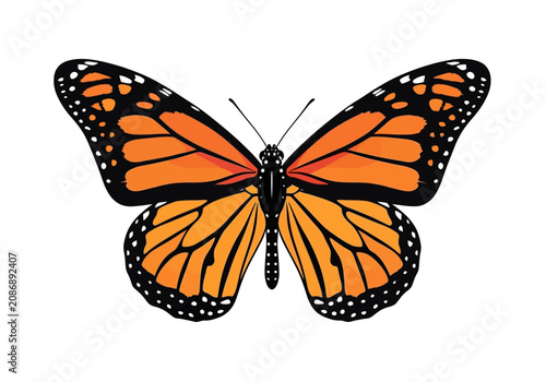 Photos Monarch Butterfly with Orange Wings Spread.