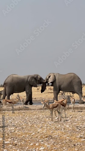Two African elephants acting playfully and showing affection, Etosha National Park, Namibia.	