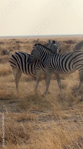 Zebras resting in the wild, Etosha National Park, Namibia. 
