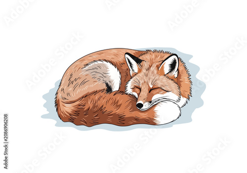 Φωτογραφία Sleeping Red Fox Curled Up Tightly.