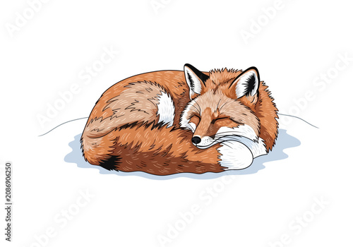 Fotografie Sleeping Red Fox Curled Up Tightly.