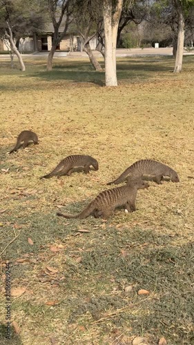 Banded mongooses foraging for food at Okaukuejo Camp in Etosha National Park, Namibia. 