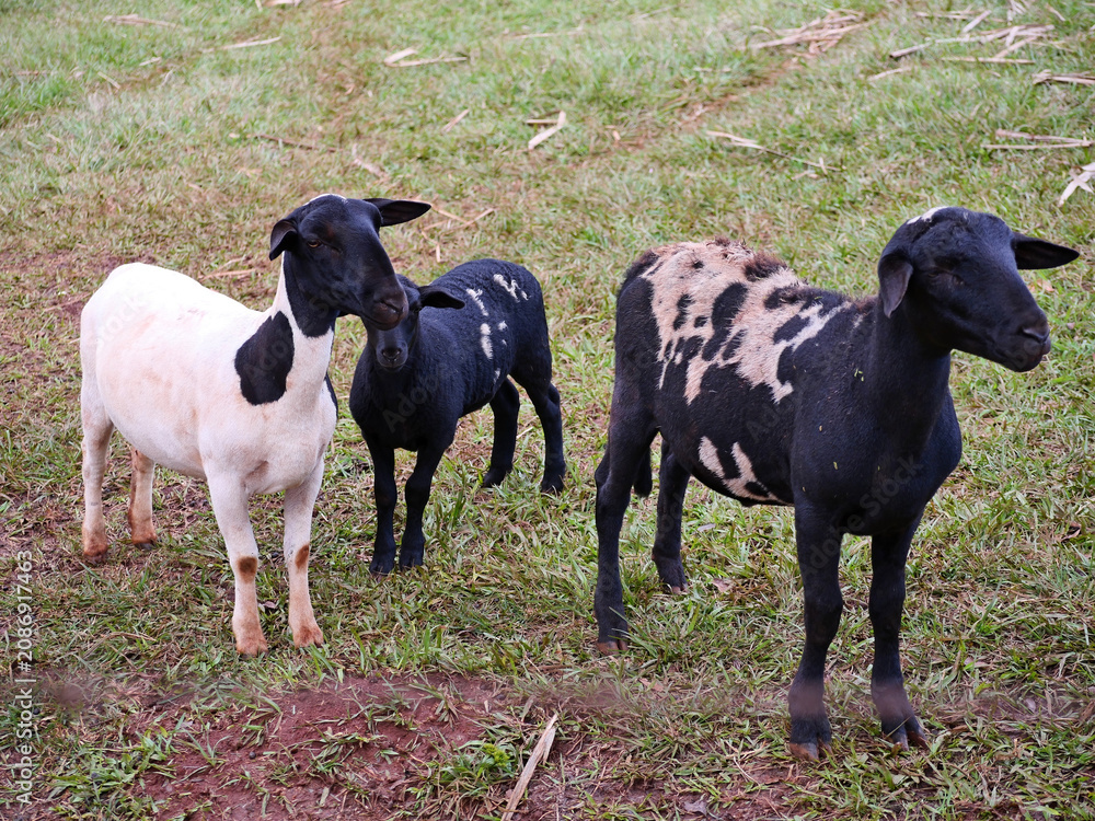 Obraz premium Dorper sheep standing on grass pasture, showing livestock farming and agriculture
