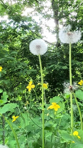 White dandelion seed heads rise in a lush green forest clearing with yellow wildflowers. The seeds fly from a few fluffy puffballs, swaying gently in the bright daylight.