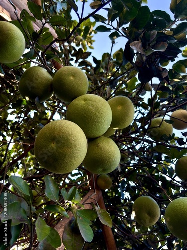 A group of green grapefruits (pomelo/citrus maxima) hanging thickly on tree branches