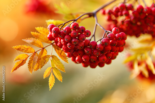 Red rowan berries cluster with autumn leaves in morning light