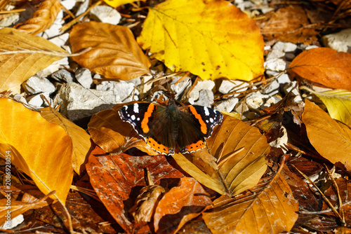 Naturaufnahme im Makro-Stil: ein Schmetterling