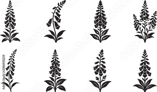 Tall elegant foxglove and lupine spire stalks graphics