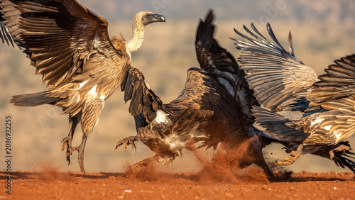 Canvastavla South Africa, Zimanga Private Game Reserve, White-backed Vulture (Gyps africanus