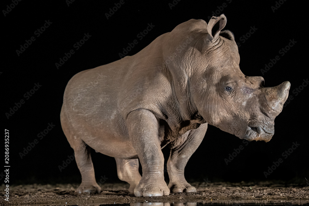 Fototapeta premium South Africa, Zimanga Private Game Reserve, White Rhinoceros