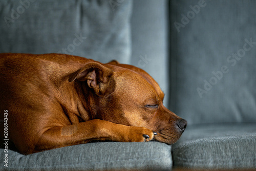 Schilderij op canvas A red Staffordshire Bull Terrier sleeps on a grey sofa with its head resting on the cushion and eyes closed