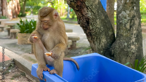 Photography A pig-tailed macaque sits on a blue trash container, eating food it found in a city park
