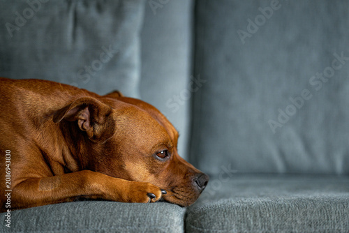 Schilderij op canvas A red Staffordshire Bull Terrier rests on a grey sofa with its head slightly raised, looking to the side