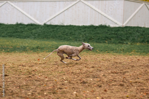 Quadro su tela A fawn Whippet sprints at full gallop across a dog park, all four legs off the ground