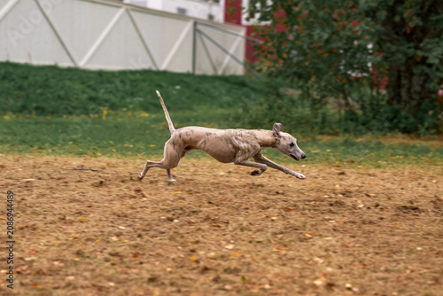 Canvastavla A fawn Whippet runs at top speed across a dog park with its body fully extended in a double-suspension gallop