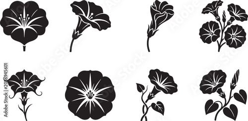 Quadro su tela Morning glory and bindweed climbing vine flowers silhouette