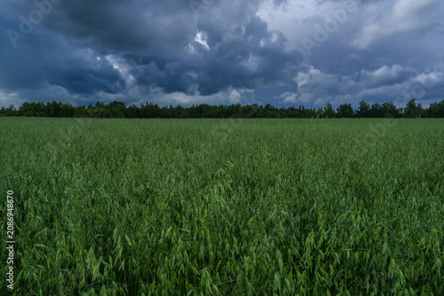 pea field on a rainy summer day