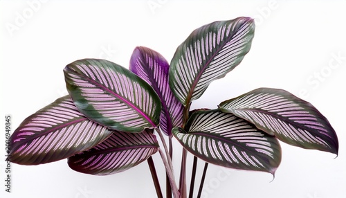 Calathea Majestica Exotica Leaves With Striking White Stripes And Purple Tropical Foliage Plant Isolated On White Background