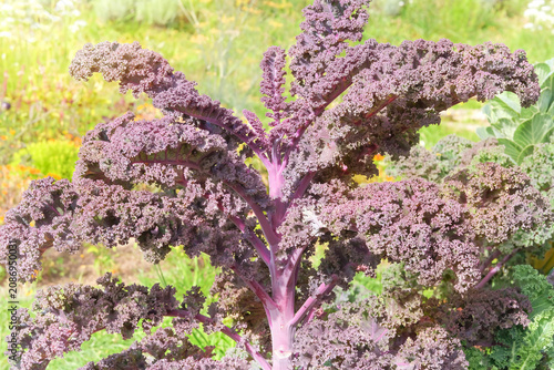 Kale leaf is growing in cottage garden. Growing purple brassica. Vitamin curly kale leaves. Vegan ingredient. Sunny day.