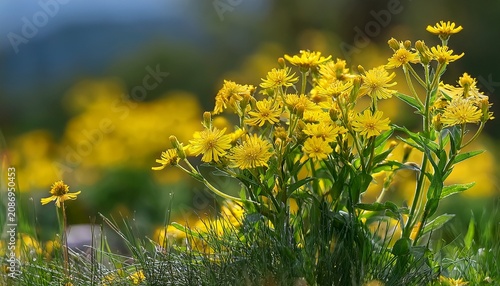 Eastern Groundsel Senecio Vernalis Yellow Flowers Closeup Selective Focus
