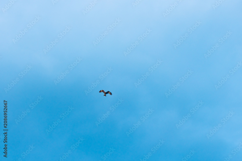 Fototapeta premium Wild bird soaring gracefully with wings spread against a vast, clear blue sky, evoking themes of freedom, ambition, and journey
