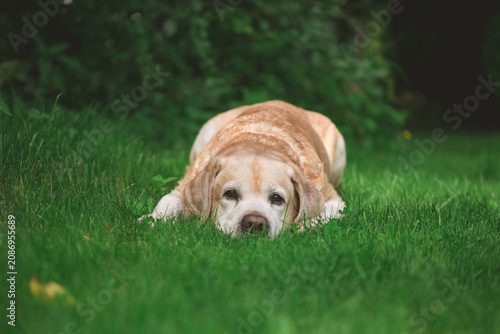 Yellow senior labrador retriever dog lying comfortably on green grass in a garden or park, enjoying the natural outdoor environment and sunshine during a peaceful day
