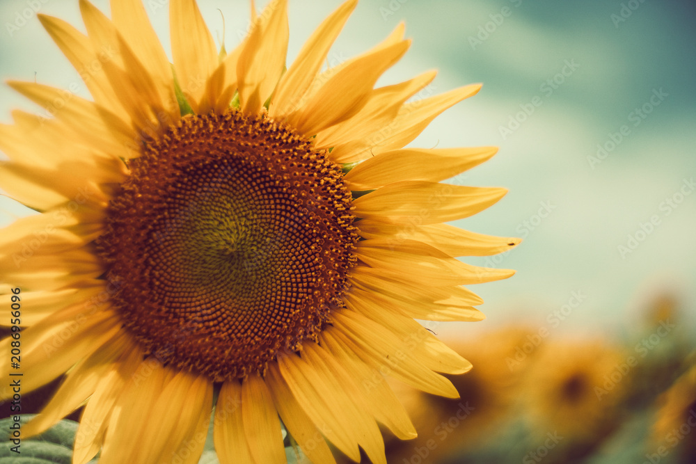 Naklejka premium Artistic close-up of blooming sunflowers in a summer field. Vintage lens aesthetic, featuring soft focus, warm golden tones, and a nostalgic film-like quality. Perfect for summer background projects.