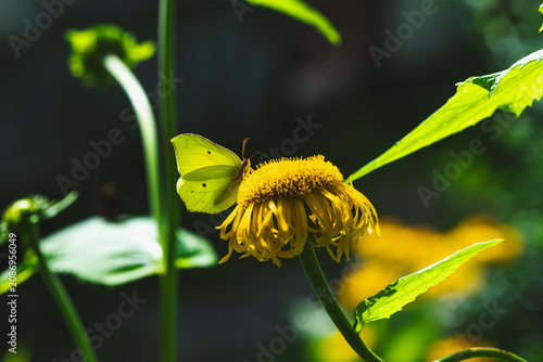 Fotografía Brimstone butterfly