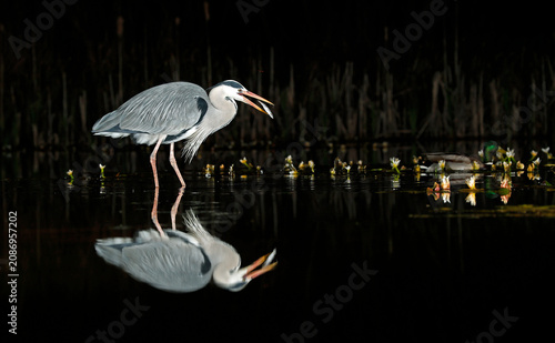 Grey heron night fishing at the pond